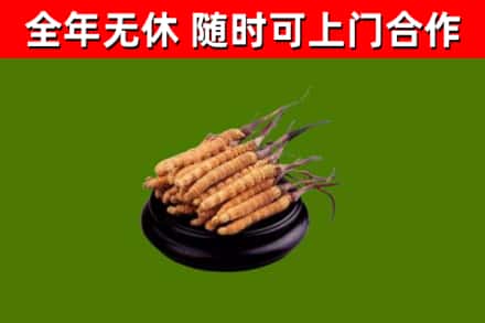 恩施市回收散虫草