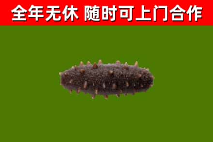 恩施市回收海参干